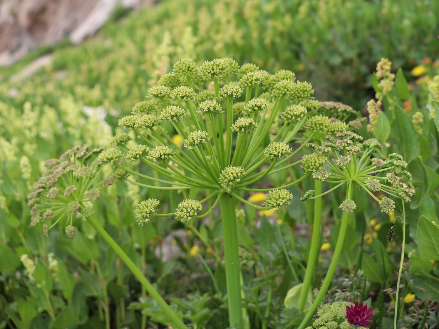 Изображение особи Archangelica brevicaulis.