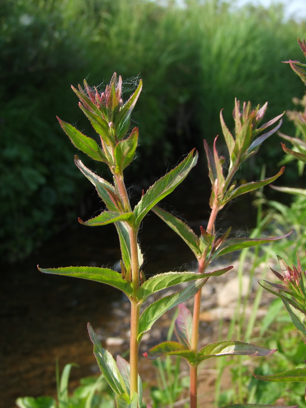 Изображение особи Epilobium glandulosum.