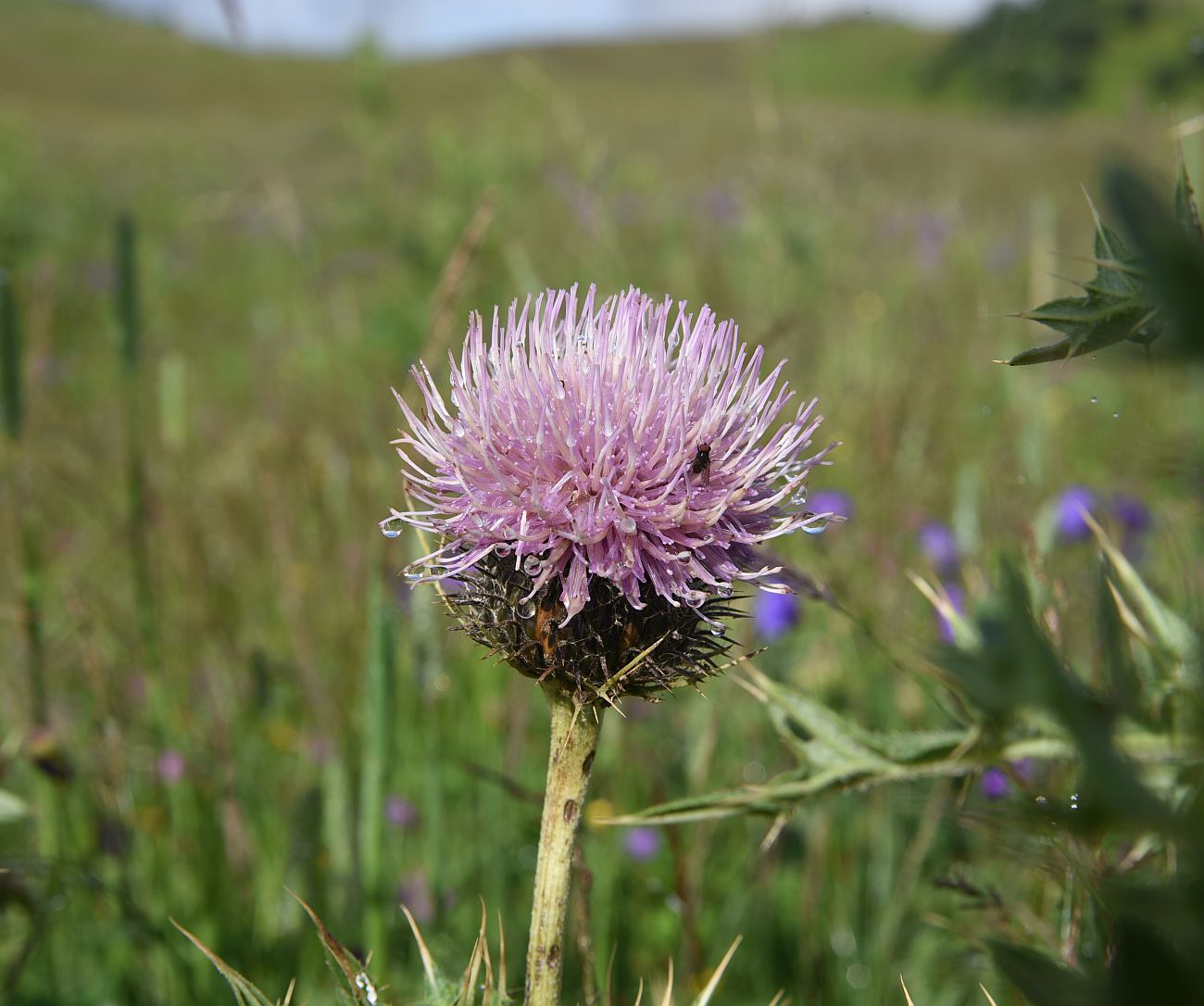 Image of Cirsium pugnax specimen.