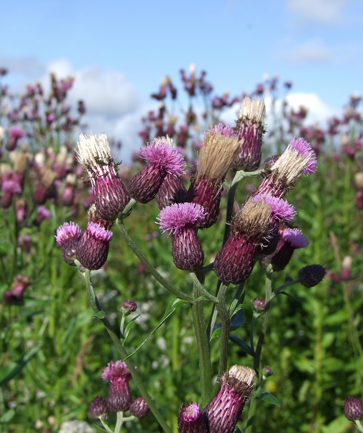 Image of Cirsium setosum specimen.