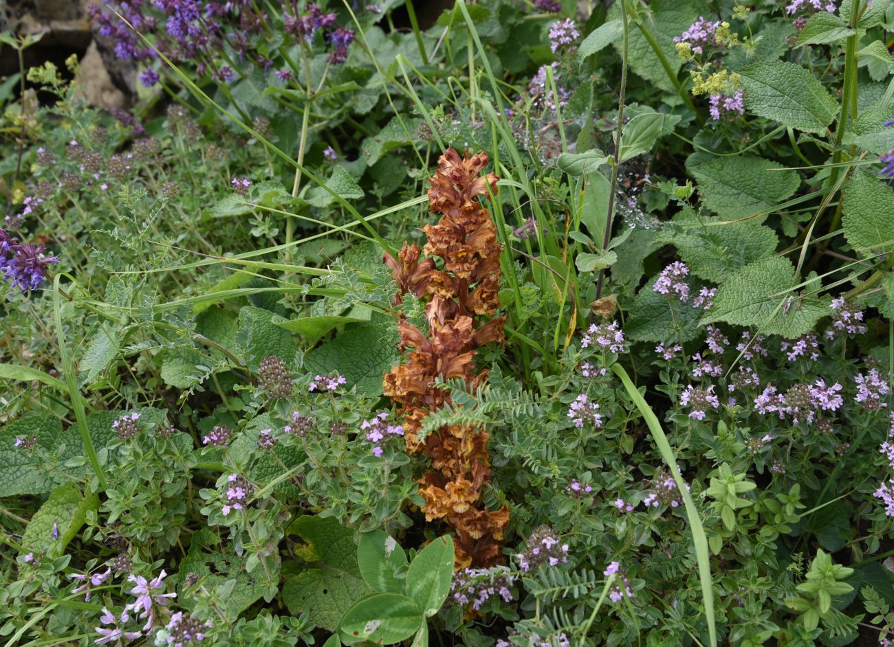 Image of Orobanche alba ssp. xanthostigma specimen.