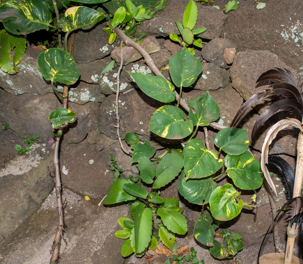 Image of Epipremnum aureum specimen.