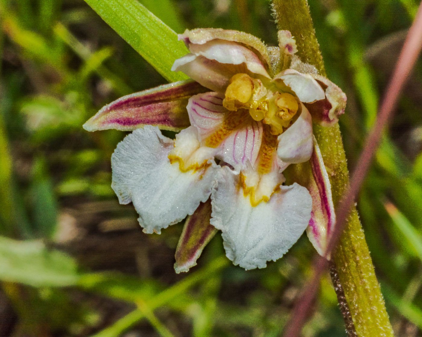 Изображение особи Epipactis palustris.