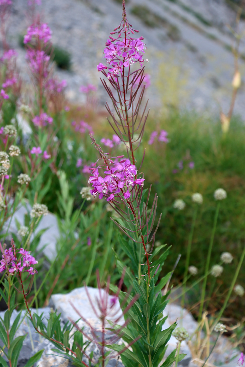 Image of Chamaenerion angustifolium specimen.