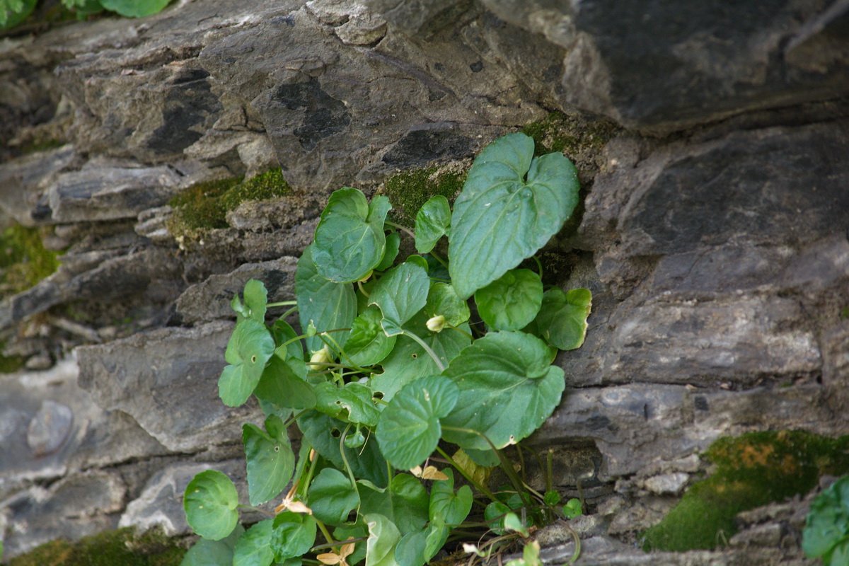 Image of genus Viola specimen.