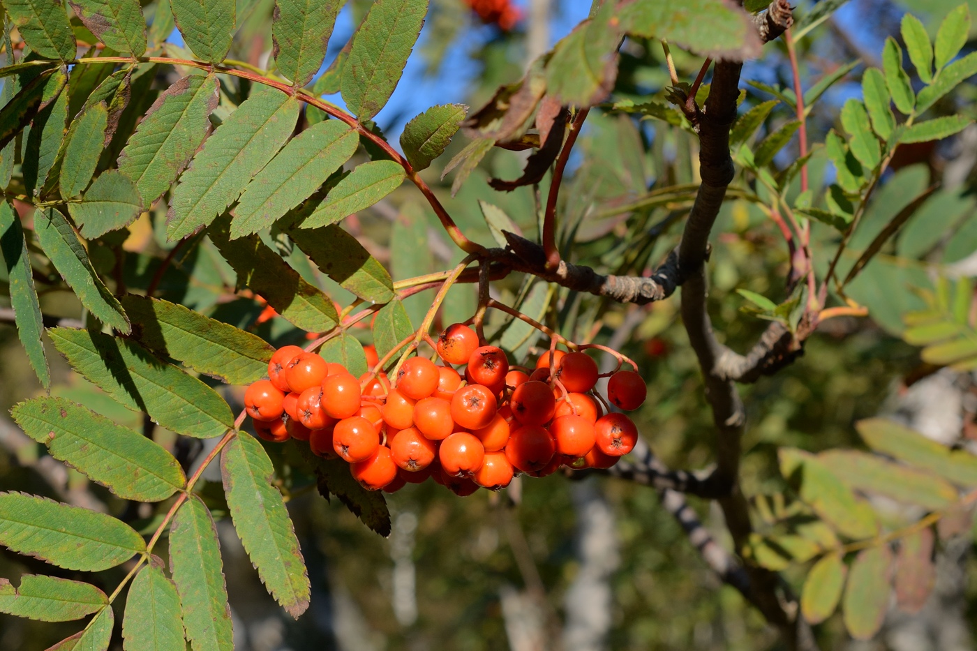 Изображение особи Sorbus aucuparia.