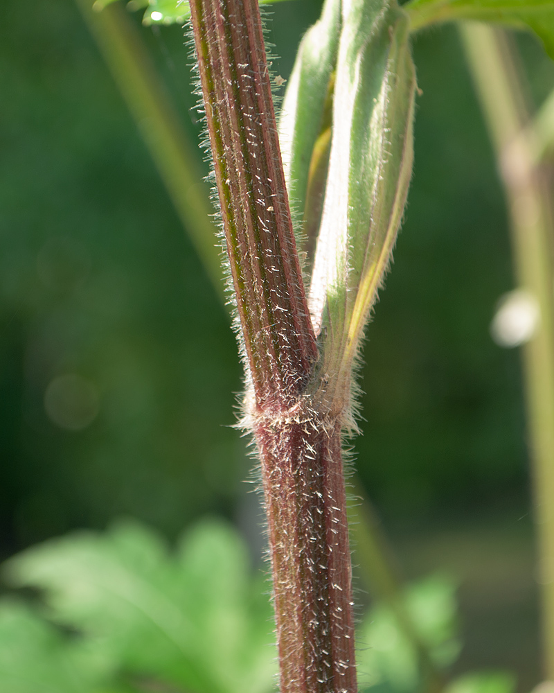 Изображение особи Heracleum dissectum.