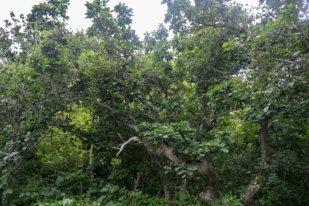 Изображение особи Quercus crispula.