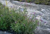 Cirsium uliginosum