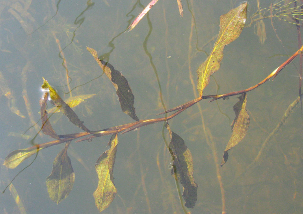 Image of Potamogeton &times; decipiens specimen.