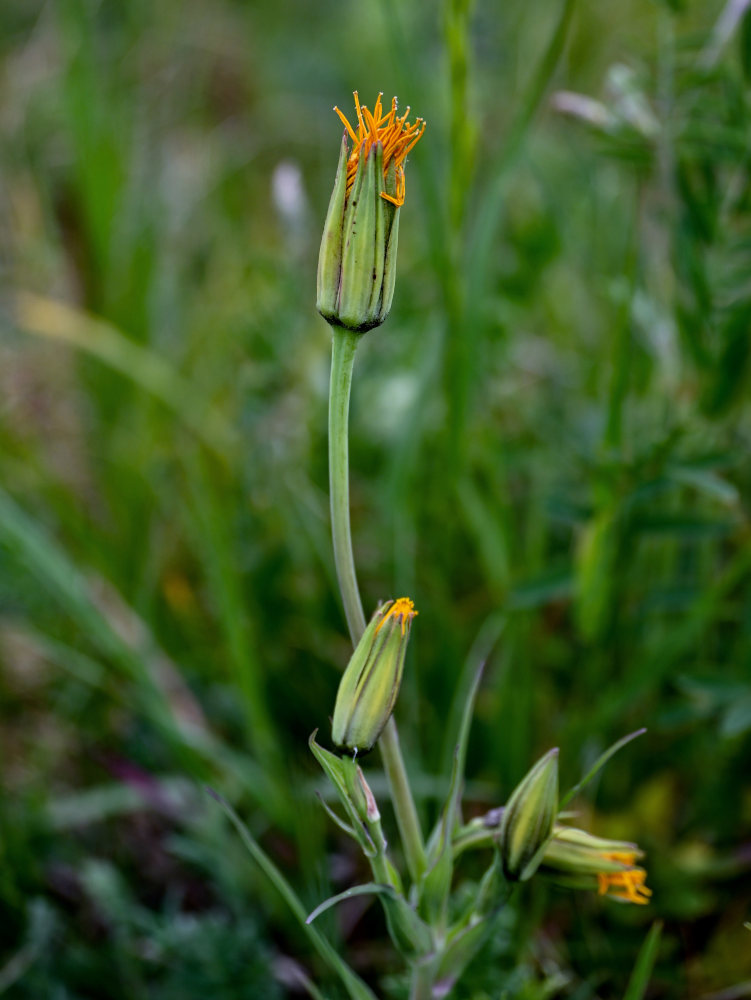 Image of Tragopogon orientalis specimen.