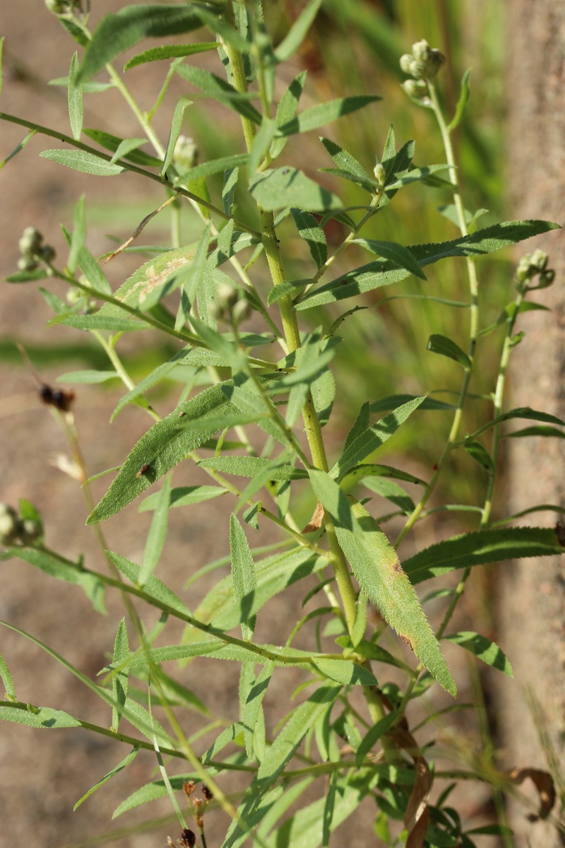 Изображение особи Achillea cartilaginea.