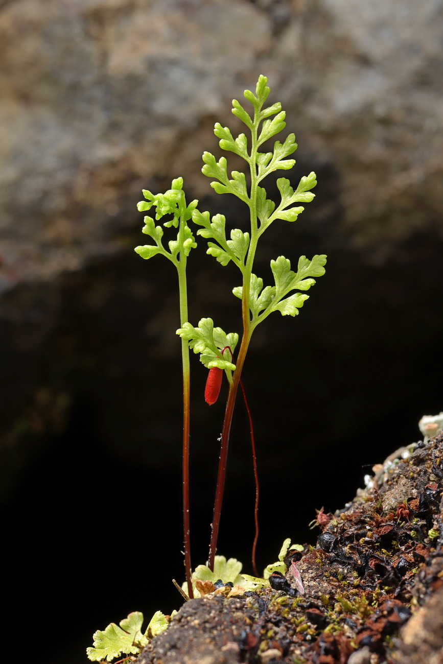 Изображение особи Anogramma leptophylla.