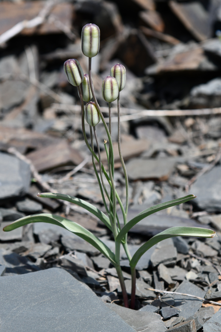 Image of Tulipa buhseana specimen.