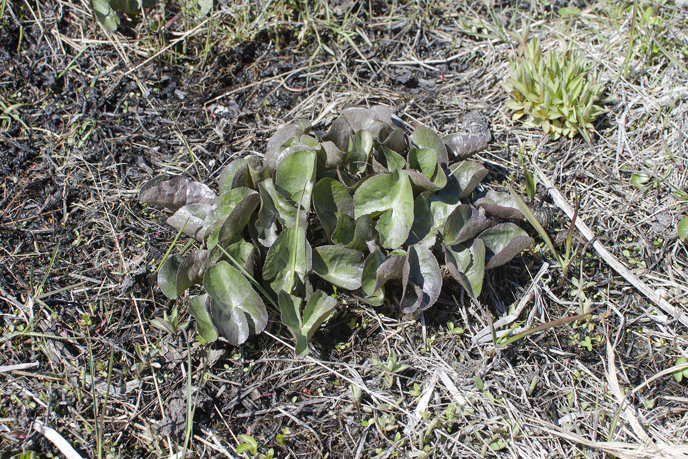 Image of Caltha palustris specimen.