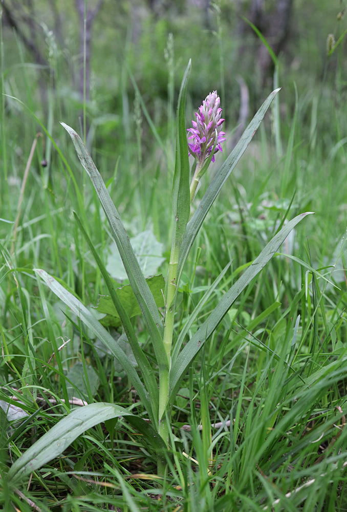 Image of Dactylorhiza incarnata specimen.