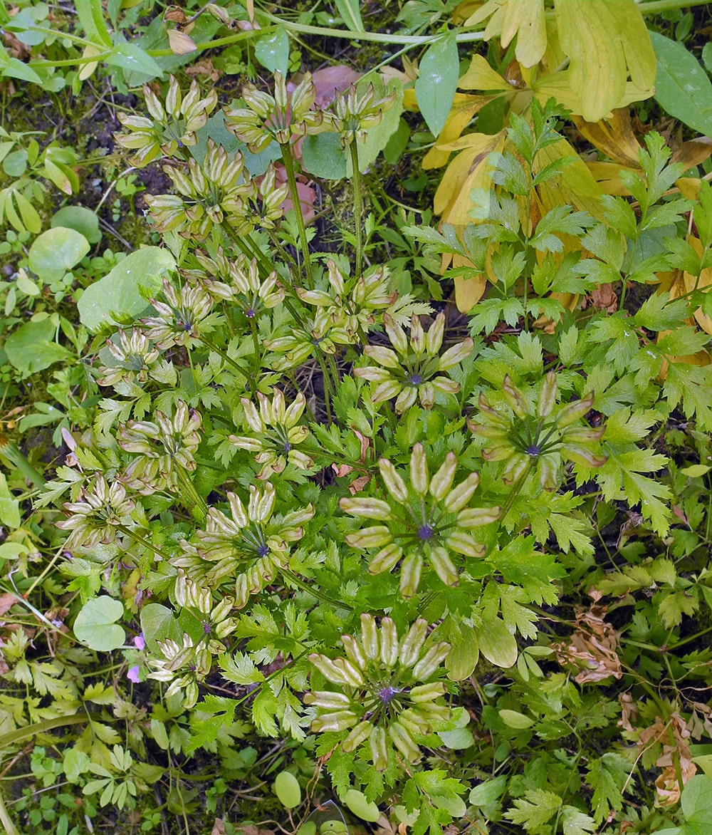 Image of Coptis japonica specimen.