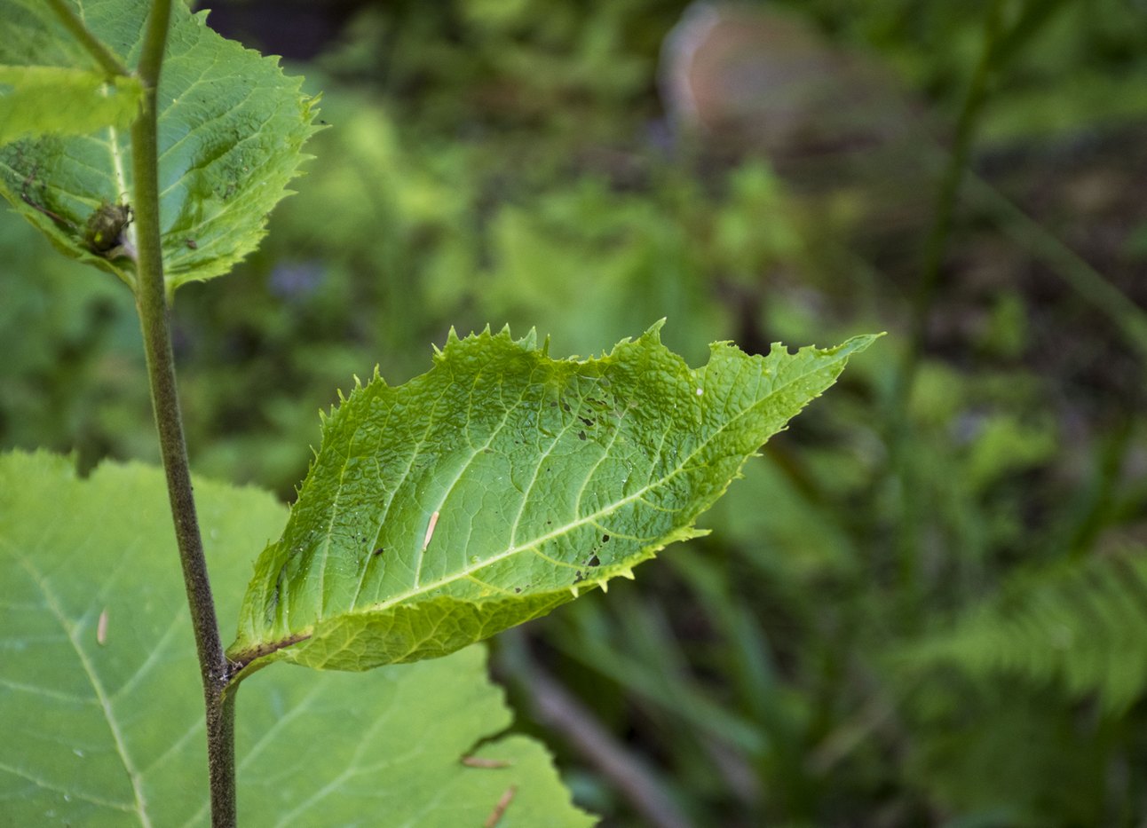 Image of Telekia speciosa specimen.