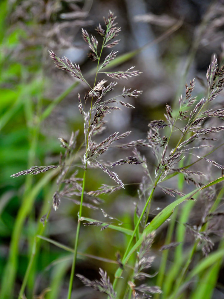 Изображение особи семейство Poaceae.