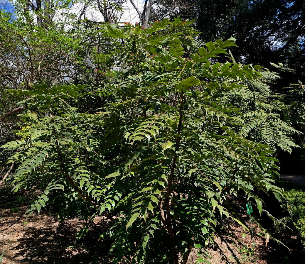 Image of Mahonia &times; media specimen.