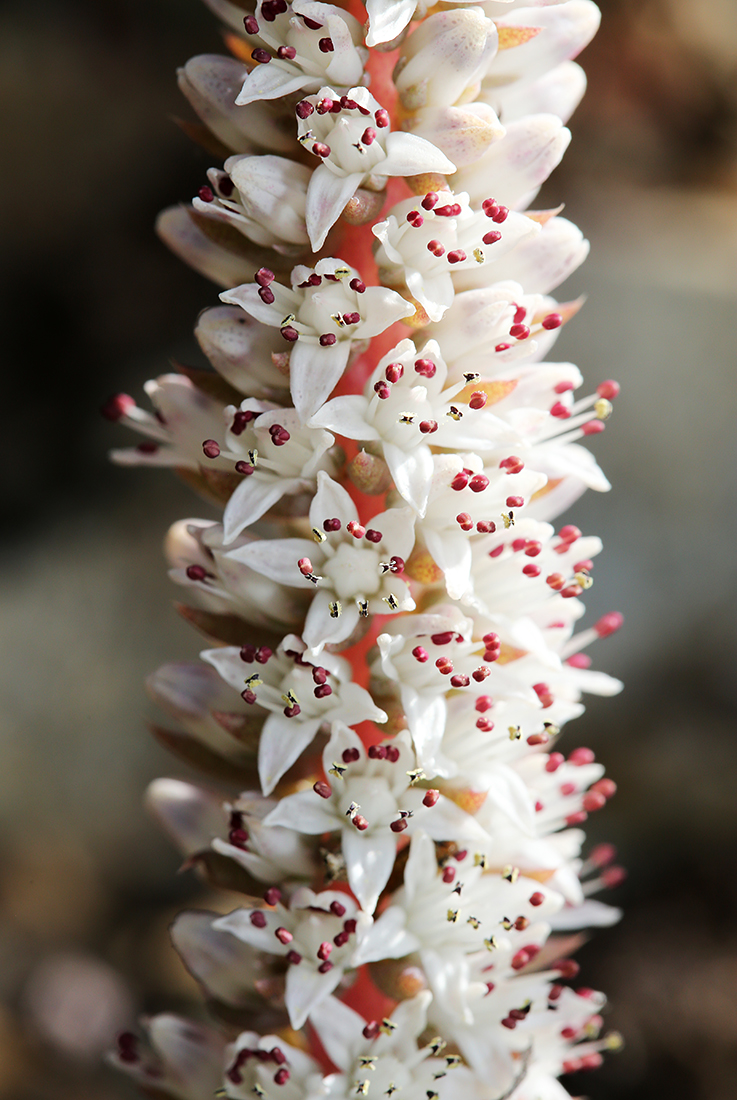 Image of Orostachys erubescens specimen.