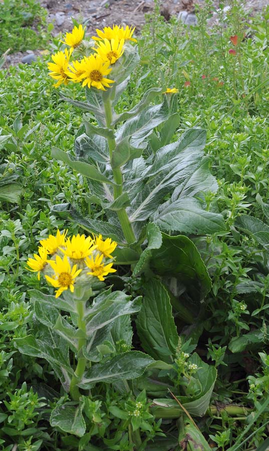 Изображение особи Senecio pseudoarnica.