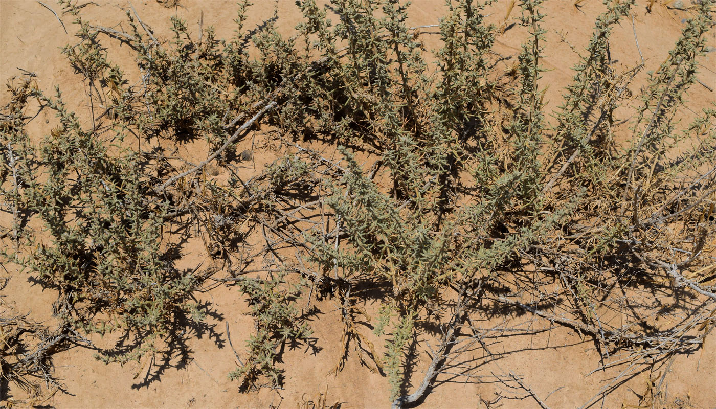 Image of familia Chenopodiaceae specimen.