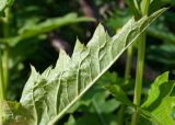 Cirsium kamtschaticum. Верхняя часть стеблевого листа (видна абаксиальная поверхность). Камчатский край, г. Петропавловск-Камчатский, склон Мишенной сопки, лиственный лес. 02.08.2024.