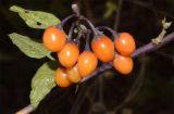 род Solanum