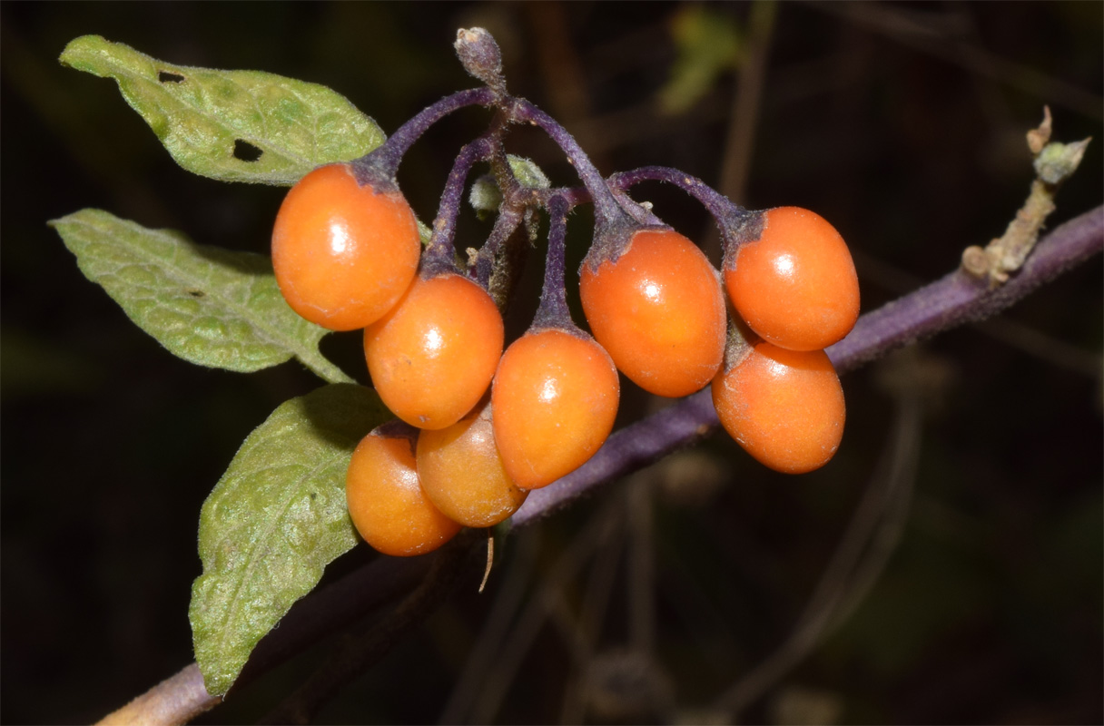 Изображение особи род Solanum.