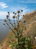 Echinops sphaerocephalus