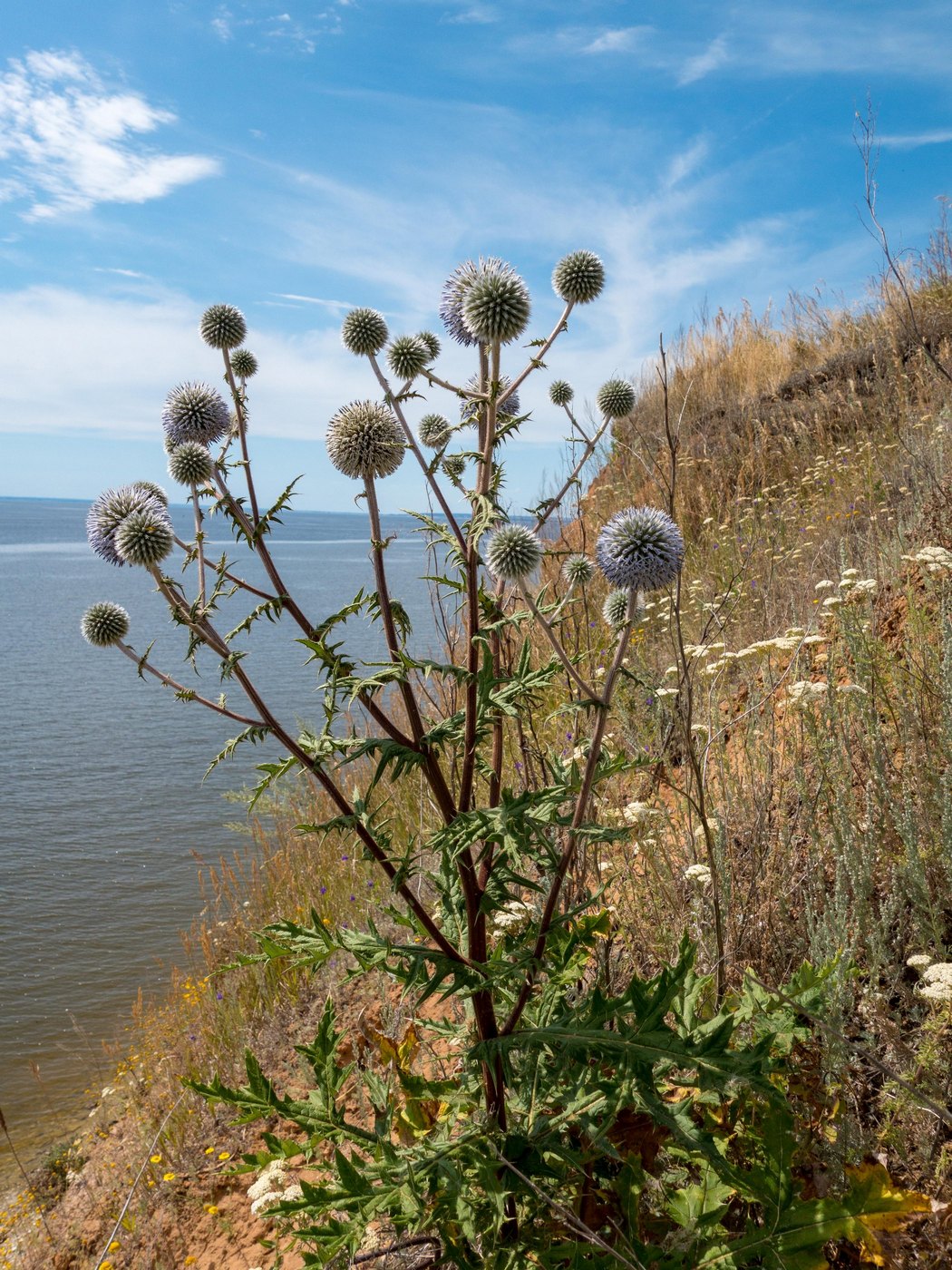 Изображение особи Echinops sphaerocephalus.