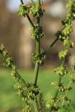 Rumex sylvestris