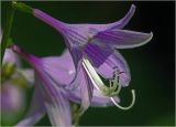 Hosta fortunei