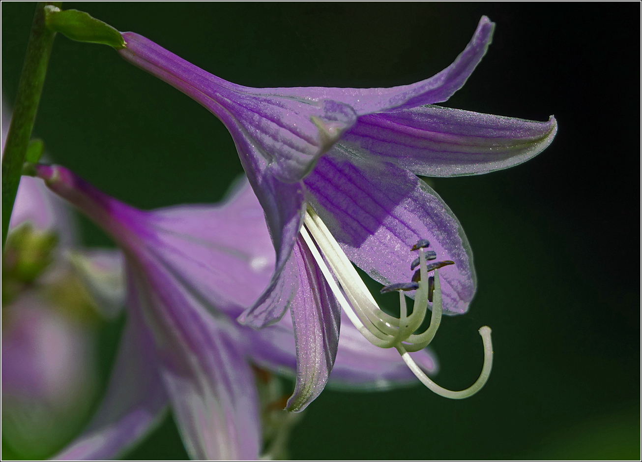 Image of Hosta fortunei specimen.