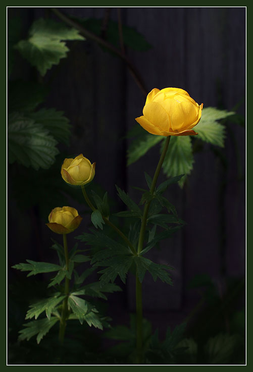 Изображение особи Trollius europaeus.