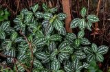 Pilea cadierei. Верхушки вегетирующих растений. Китай, Гуанси-Чжуанский автономный р-н, окр. дер. Фэнлоу, опушка широколиственного леса. 02.06.2024.