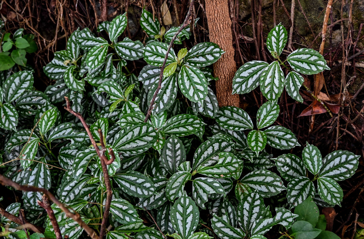 Image of Pilea cadierei specimen.