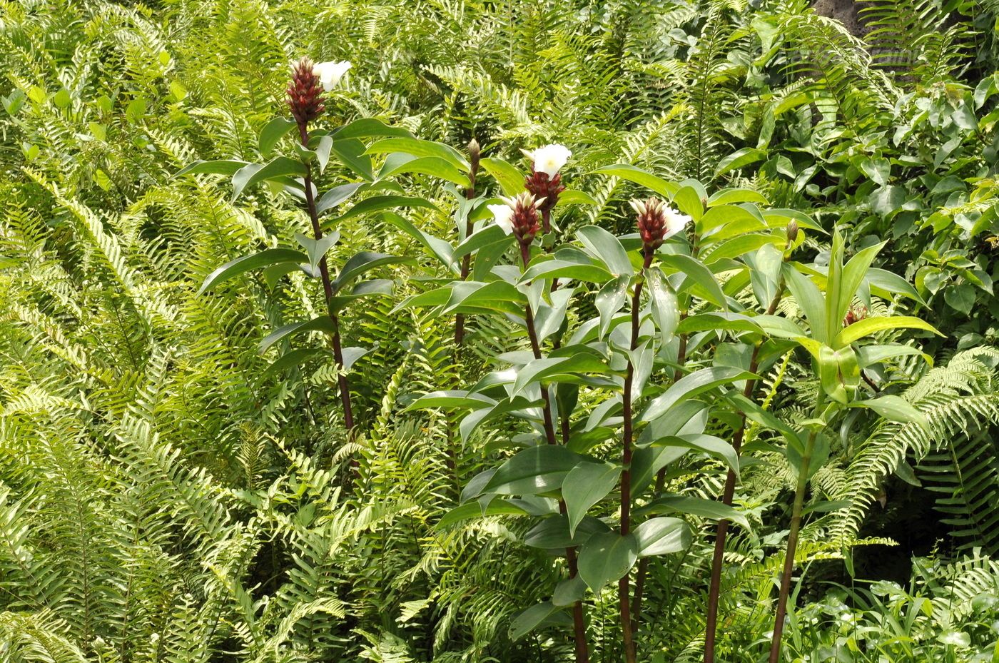 Изображение особи Hellenia speciosa.