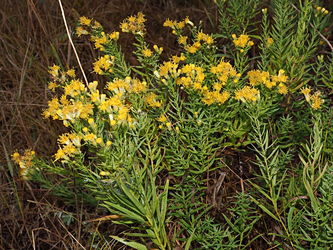 Image of Galatella biflora specimen.