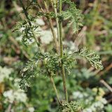 Achillea nobilis. Средняя часть растения. Ульяновская обл., Новомалыклинский р-н, окр. с. Высокий Колок, граница с Самарской обл., остепнённый склон балки, выходящей к р. Б. Авраль. 02.09.2023.