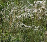 genus Stipa. Верхушка плодоносящего растения. Крым, Ленинский р-н, окр. с. Курортное, степь. 12.06.2021.