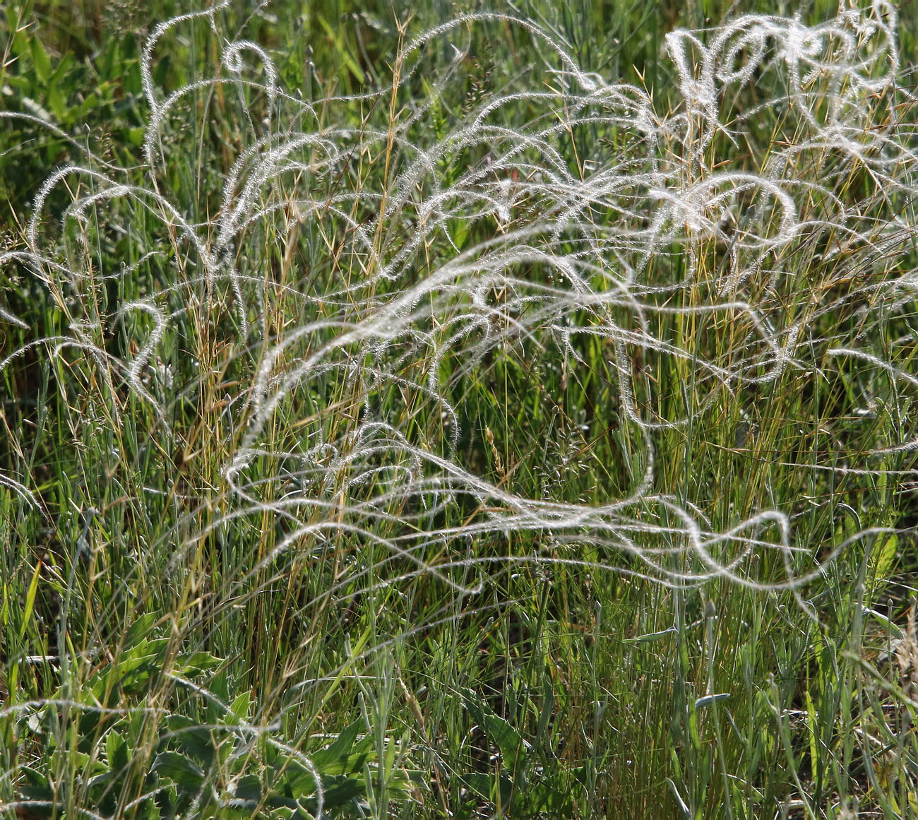 Изображение особи род Stipa.