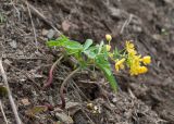 Gymnospermium altaicum