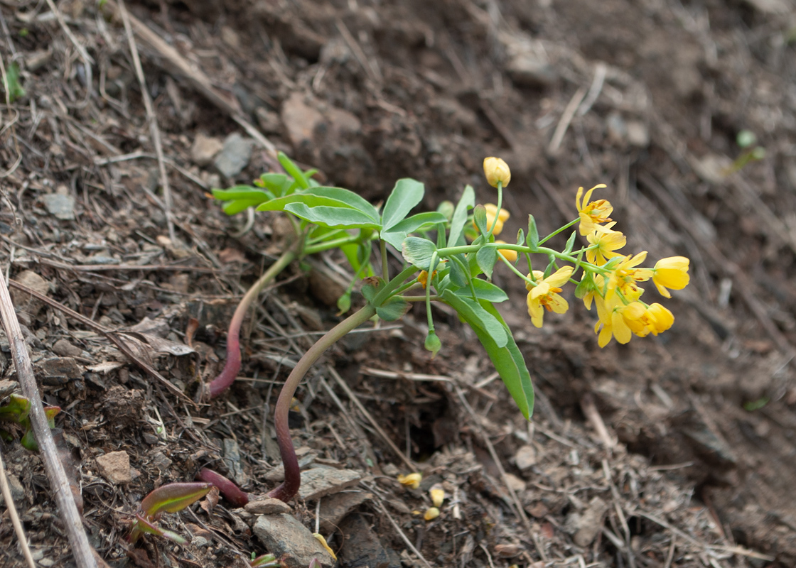Изображение особи Gymnospermium altaicum.
