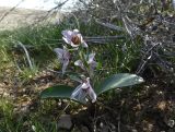 View full-size image Rhinopetalum stenantherum