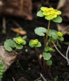 View full-size image Chrysosplenium sibiricum