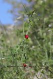 View full-size image Lathyrus setifolius