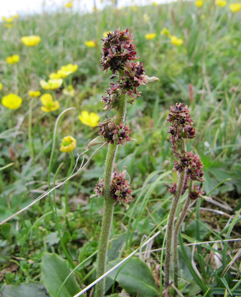 Изображение особи Micranthes hieraciifolia.