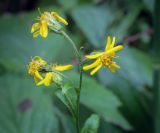 Смотреть изображение род Senecio